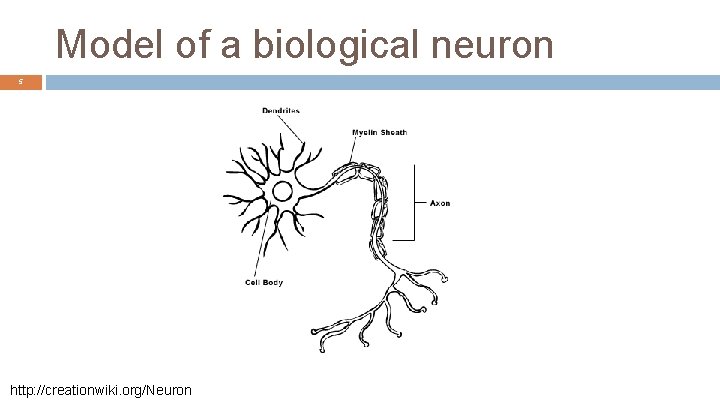 Model of a biological neuron 5 http: //creationwiki. org/Neuron 