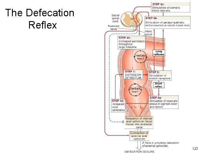 The Defecation Reflex Figure 24. 25 