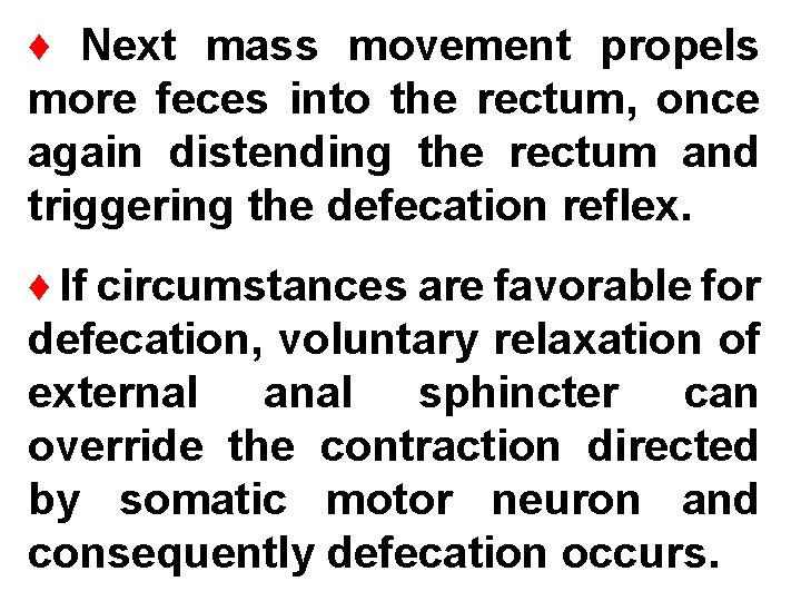 ♦ Next mass movement propels more feces into the rectum, once again distending the