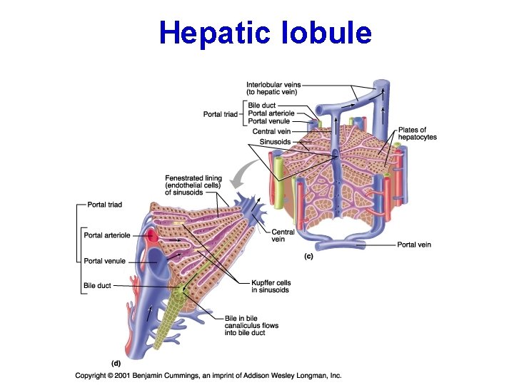 Hepatic lobule 