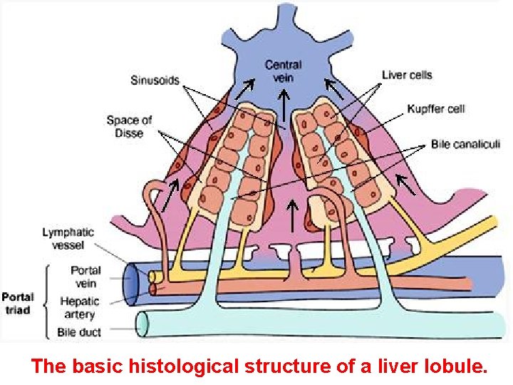 The basic histological structure of a liver lobule. 