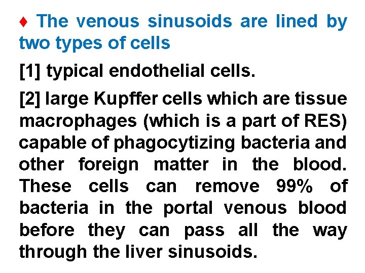 ♦ The venous sinusoids are lined by two types of cells [1] typical endothelial