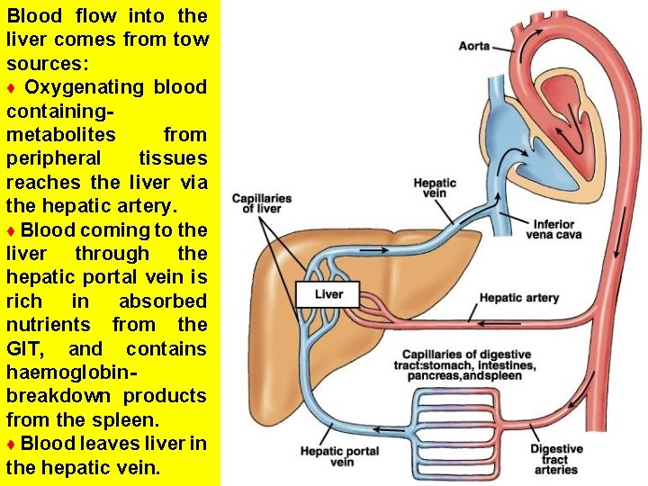 Blood flow into the liver comes from tow sources: ♦ Oxygenating blood containingmetabolites from