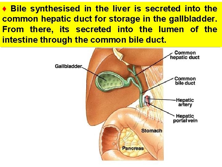 ♦ Bile synthesised in the liver is secreted into the common hepatic duct for