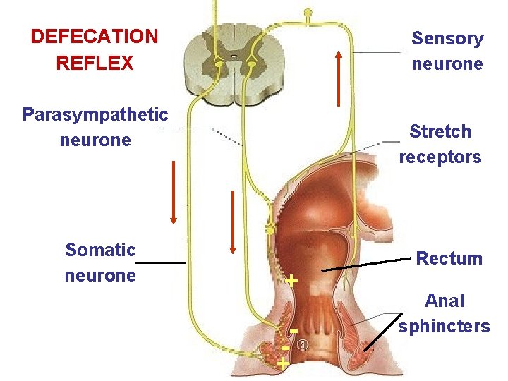 DEFECATION REFLEX Sensory neurone Parasympathetic neurone Somatic neurone Stretch receptors + - + Rectum