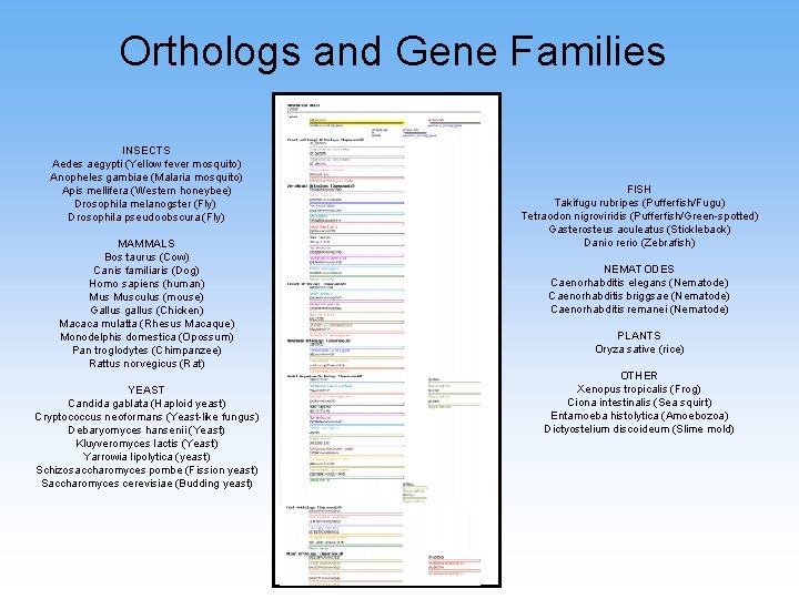 Orthologs and Gene Families INSECTS Aedes aegypti (Yellow fever mosquito) Anopheles gambiae (Malaria mosquito)