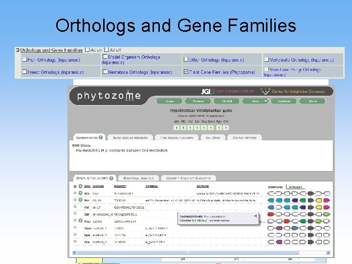 Orthologs and Gene Families 