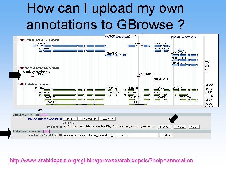 How can I upload my own annotations to GBrowse ? http: //www. arabidopsis. org/cgi-bin/gbrowse/arabidopsis/?