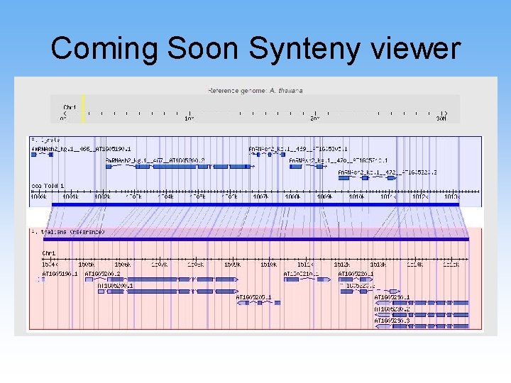 Coming Soon Synteny viewer 