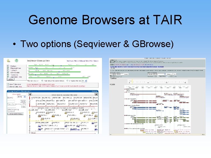 Genome Browsers at TAIR • Two options (Seqviewer & GBrowse) 