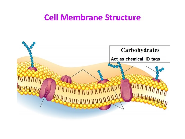 Cell Membrane Structure 