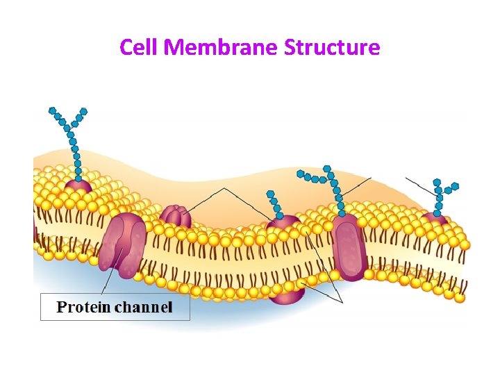 Cell Membrane Structure 