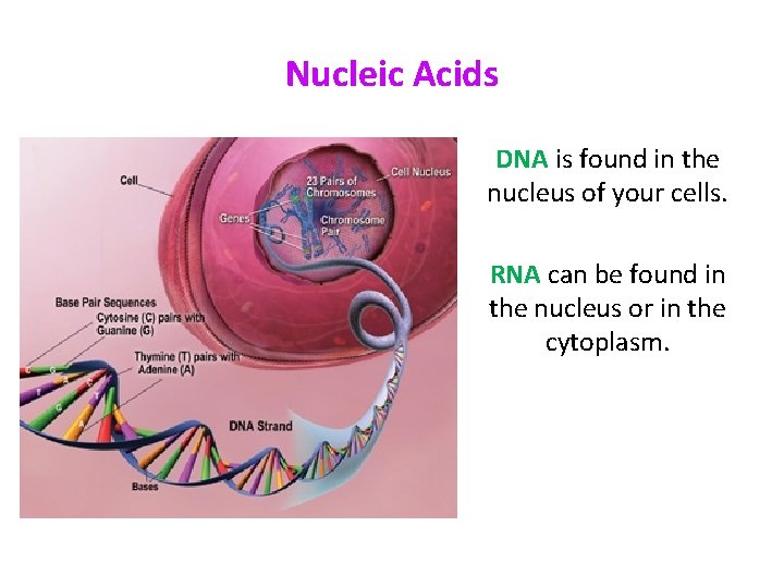Nucleic Acids DNA is found in the nucleus of your cells. RNA can be