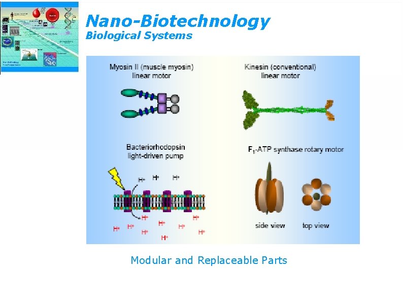 Nano-Biotechnology Biological Systems Nature provides examples of nanoscale actuators and pumps. Modular and Replaceable