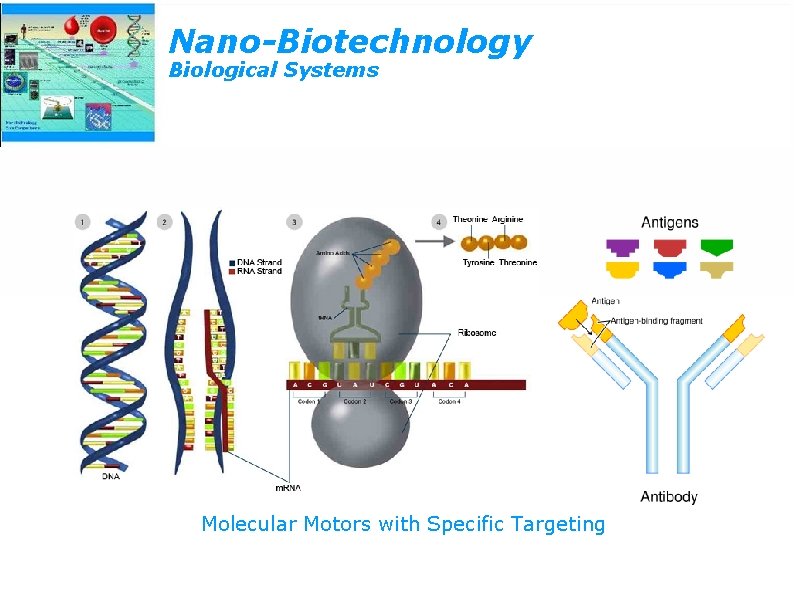 Nano-Biotechnology Biological Systems Molecular Motors with Specific Targeting 