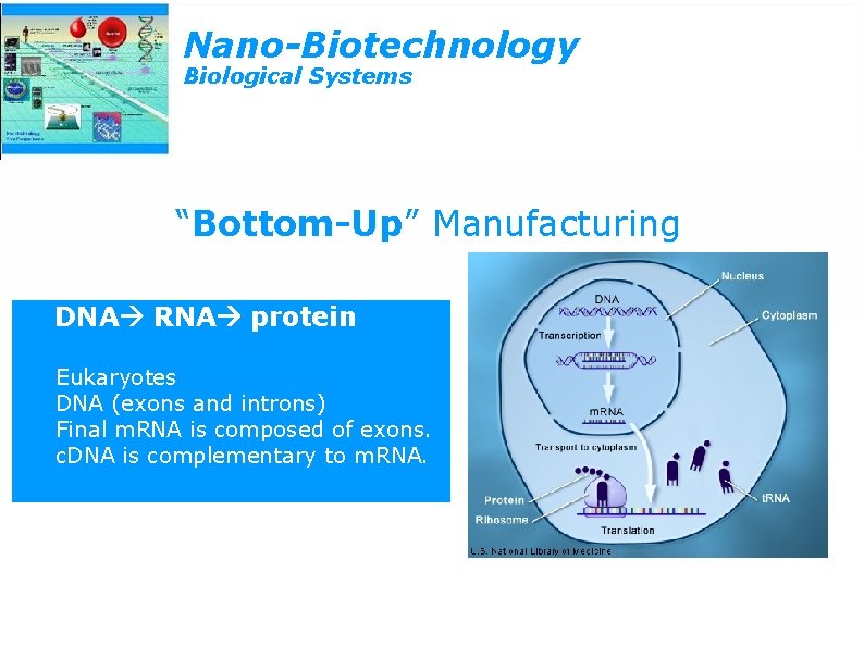 Nano-Biotechnology Biological Systems “Bottom-Up” Manufacturing DNA RNA protein Eukaryotes DNA (exons and introns) Final