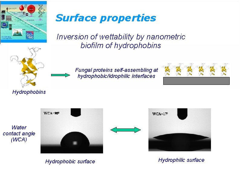 Surface properties Inversion of wettability by nanometric biofilm of hydrophobins Fungal proteins self-assembling at