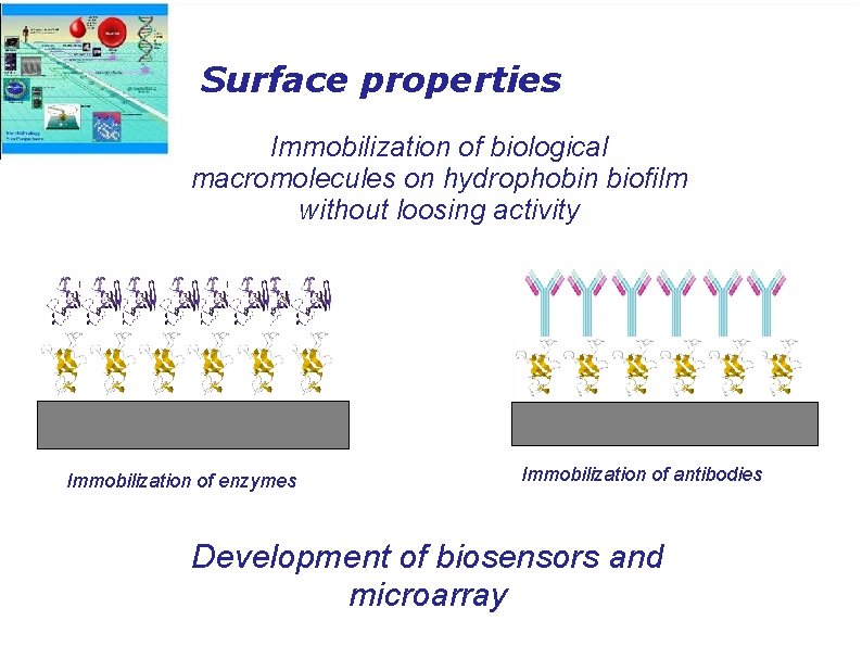 Surface properties Immobilization of biological macromolecules on hydrophobin biofilm without loosing activity Immobilization of