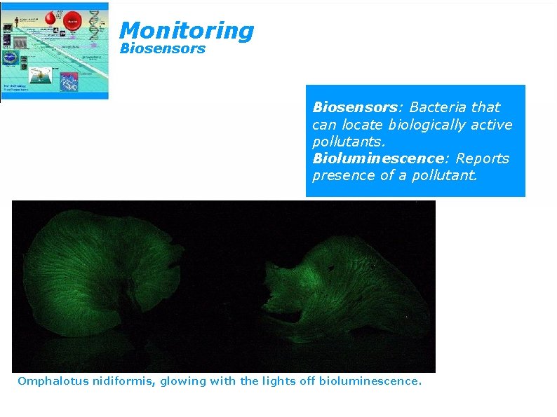 Monitoring Biosensors: Bacteria that can locate biologically active pollutants. Bioluminescence: Reports presence of a