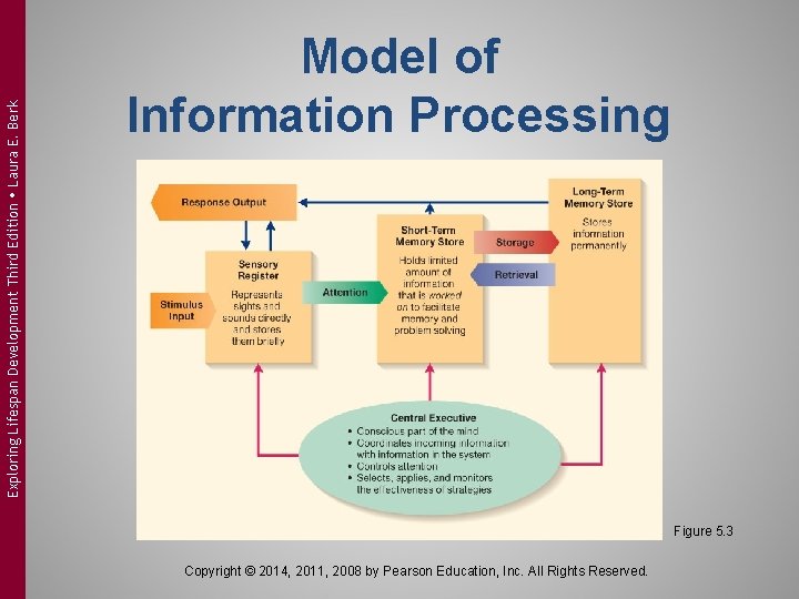 Exploring Lifespan Development Third Edition Laura E. Berk Model of Information Processing Figure 5. Exploring Lifespan Development Third Edition Laura E. Berk Model of Information Processing Figure 5.