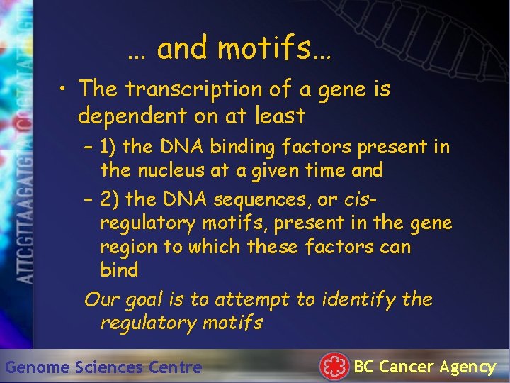 … and motifs… • The transcription of a gene is dependent on at least