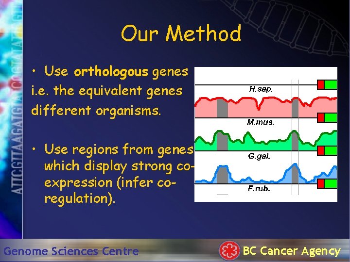 Our Method • Use orthologous genes i. e. the equivalent genes different organisms. •