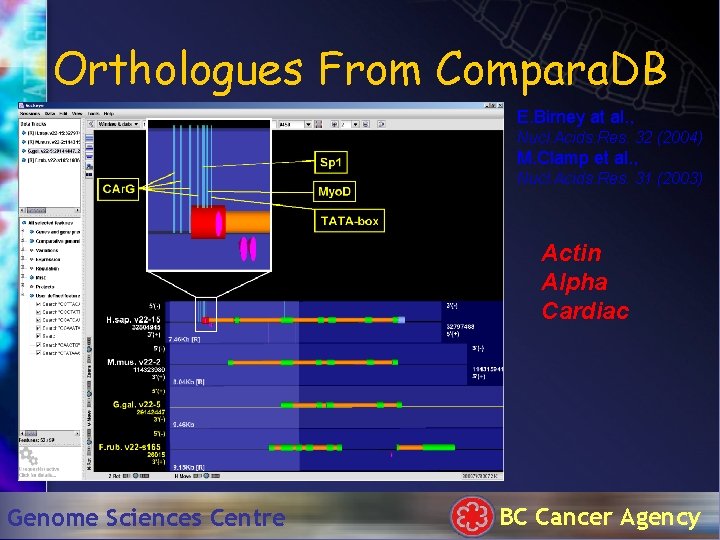 Orthologues From Compara. DB E. Birney at al. , Nucl. Acids. Res. 32 (2004)