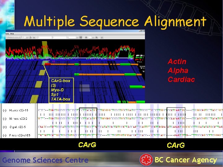 Multiple Sequence Alignment Actin Alpha Cardiac Genome Sciences Centre BC Cancer Agency 