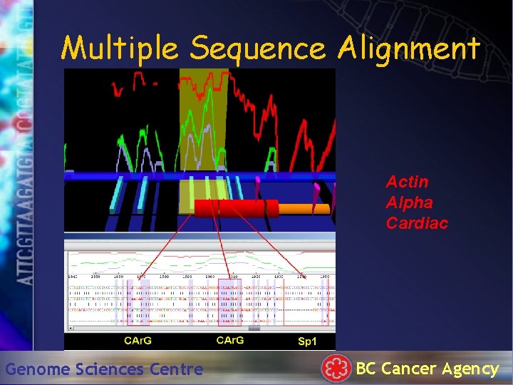 Multiple Sequence Alignment Actin Alpha Cardiac Genome Sciences Centre BC Cancer Agency 