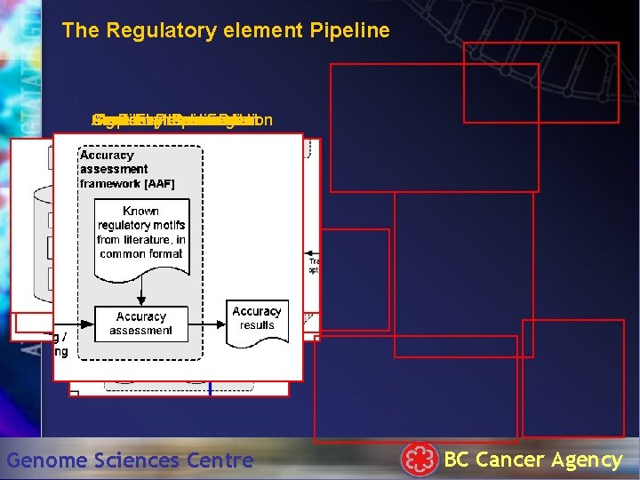 The Regulatory element Pipeline Gene Sequence Algorithm Accuracy Known Post-Processing Expression Implementation Identification Assessment