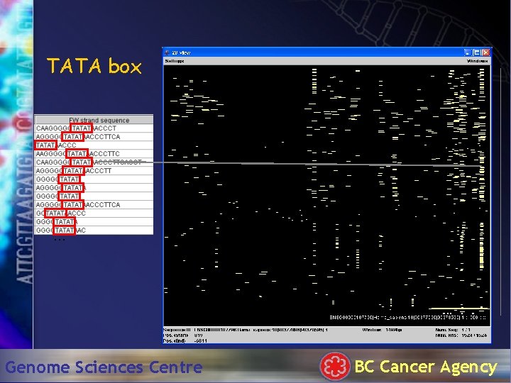 TATA box . . . Genome Sciences Centre BC Cancer Agency 