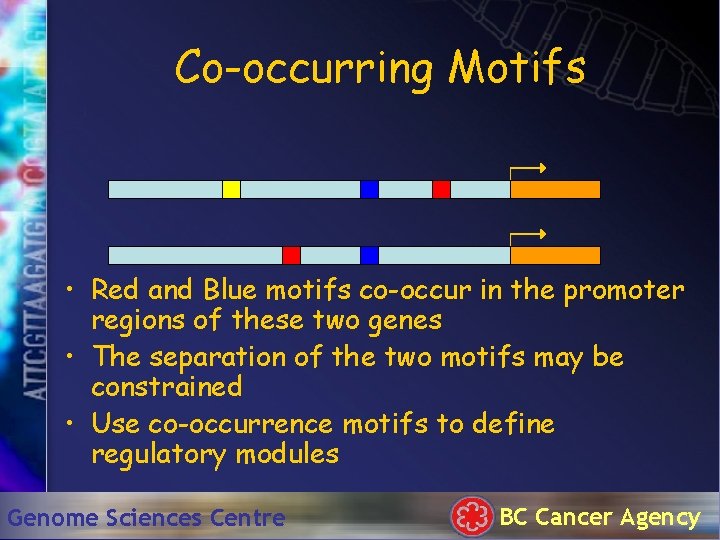 Co-occurring Motifs • Red and Blue motifs co-occur in the promoter regions of these