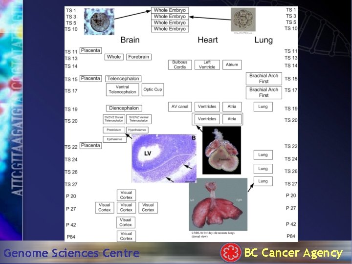 Genome Sciences Centre BC Cancer Agency 