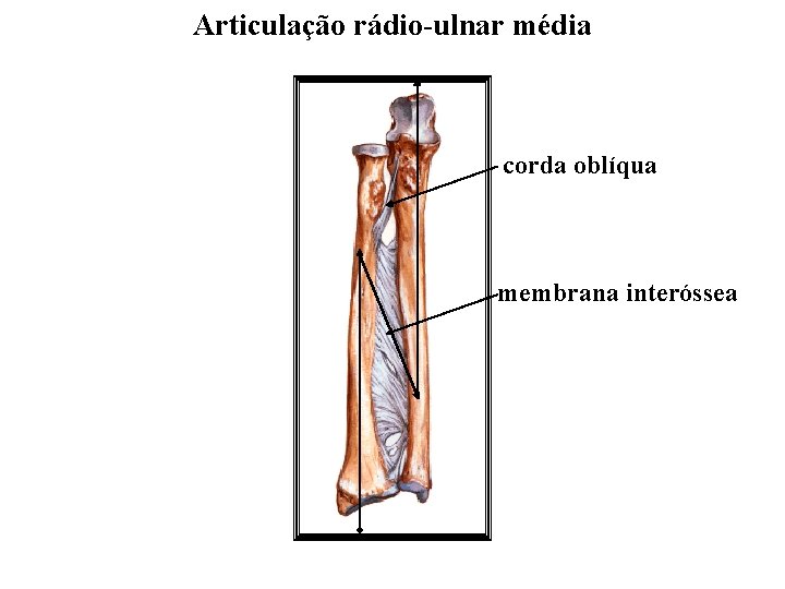 Articulação rádio-ulnar média corda oblíqua membrana interóssea 