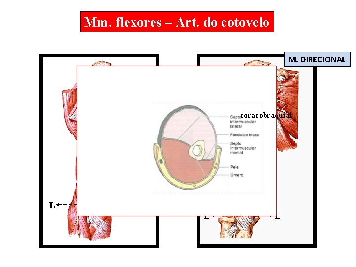 Mm. flexores – Art. do cotovelo M. DIRECIONAL coracobraquial Bíceps braquial L L L