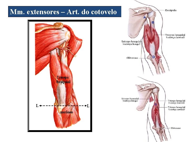 Mm. extensores – Art. do cotovelo Tríceps braquial L L ancôneo 