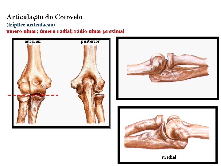 Articulação do Cotovelo (tríplice articulação) úmero-ulnar; úmero-radial; rádio-ulnar proximal anterior posterior medial 