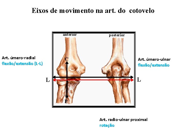 Eixos de movimento na art. do cotovelo anterior Art. úmero-radial flexão/extensão (L-L) C posterior