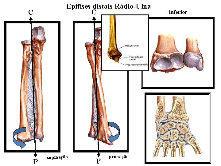 C P Epífises distais Rádio-Ulna C supinação P pronação inferior 