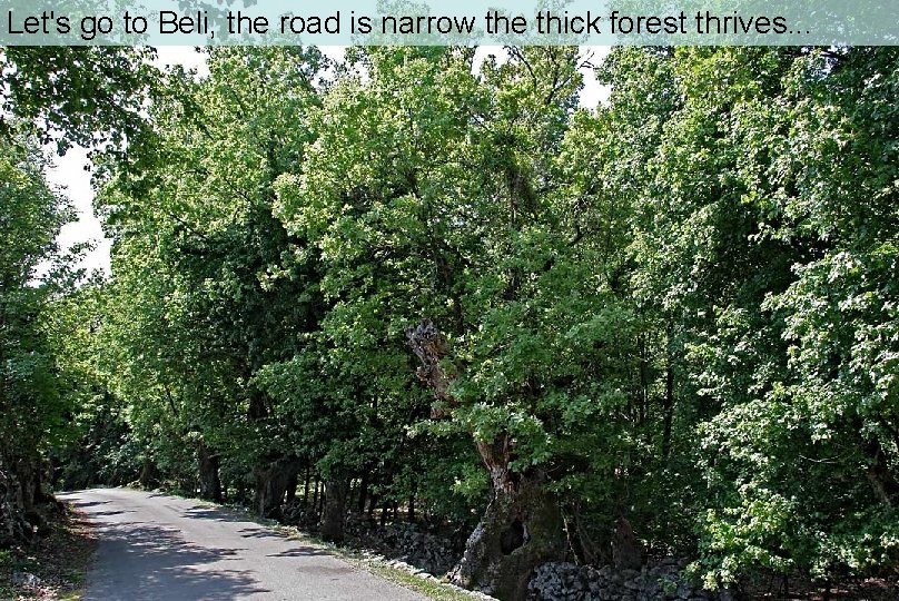 Let's go to Beli, the road is narrow the thick forest thrives. . .