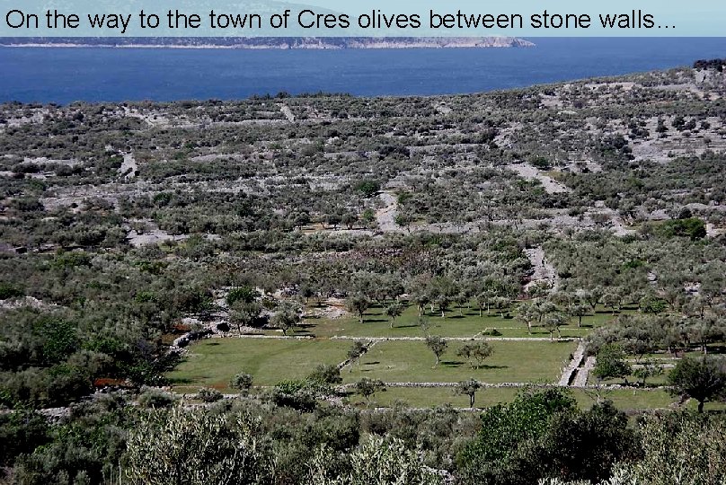 On the way to the town of Cres olives between stone walls… 