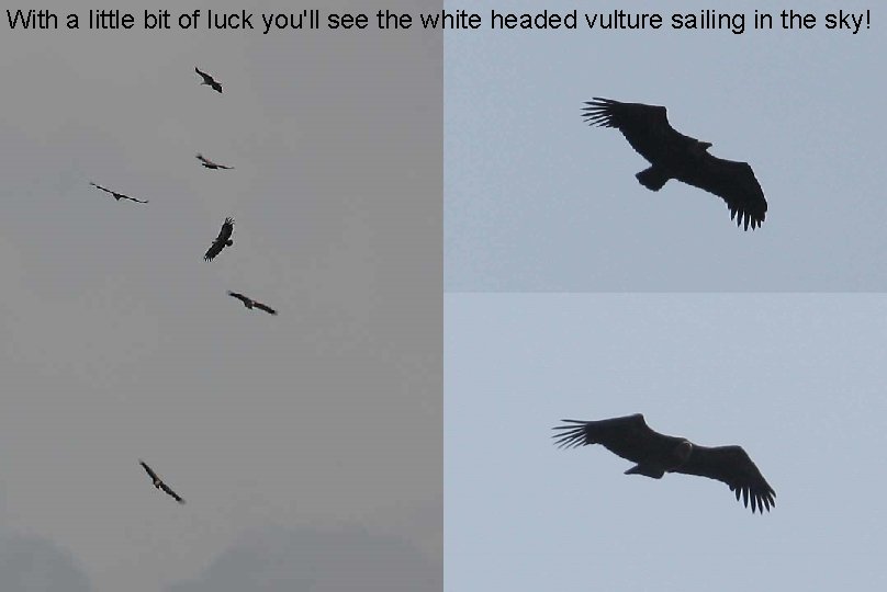 With a little bit of luck you'll see the white headed vulture sailing in