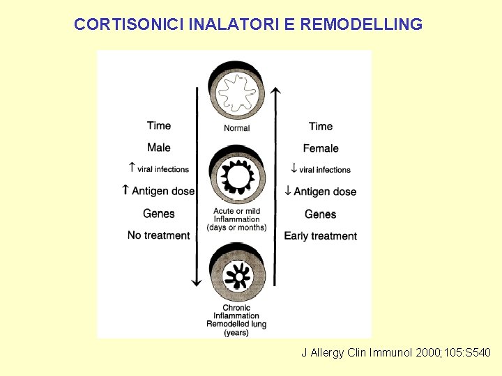 CORTISONICI INALATORI E REMODELLING J Allergy Clin Immunol 2000; 105: S 540 