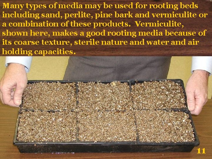 Many types of media may be used for rooting beds including sand, perlite, pine