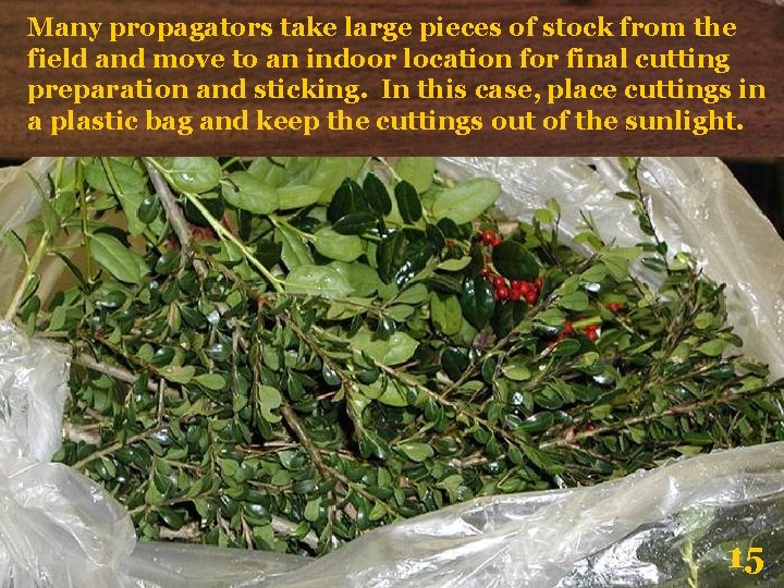 Many propagators take large pieces of stock from the field and move to an