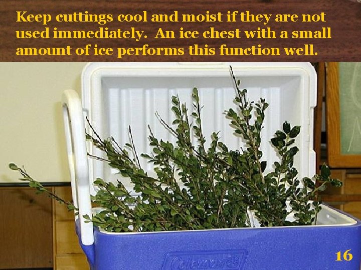 Keep cuttings cool and moist if they are not used immediately. An ice chest