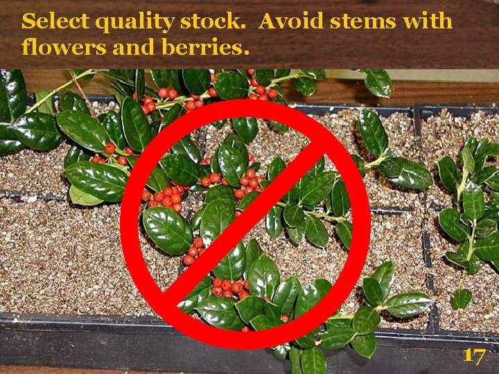 Select quality stock. Avoid stems with flowers and berries. 17 
