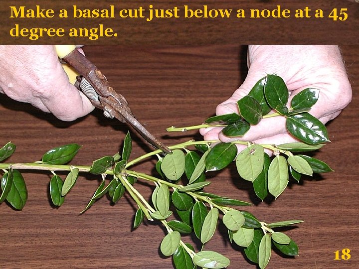 Make a basal cut just below a node at a 45 degree angle. 18
