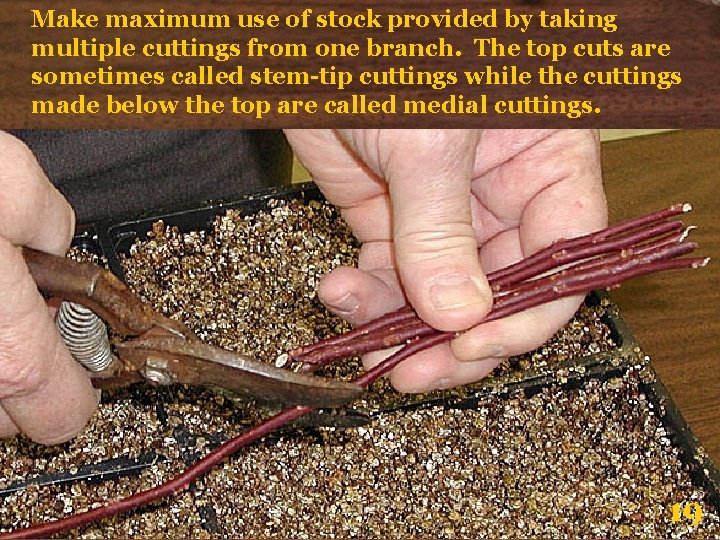 Make maximum use of stock provided by taking multiple cuttings from one branch. The