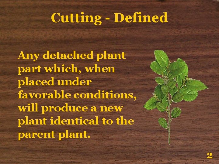Cutting - Defined Any detached plant part which, when placed under favorable conditions, will